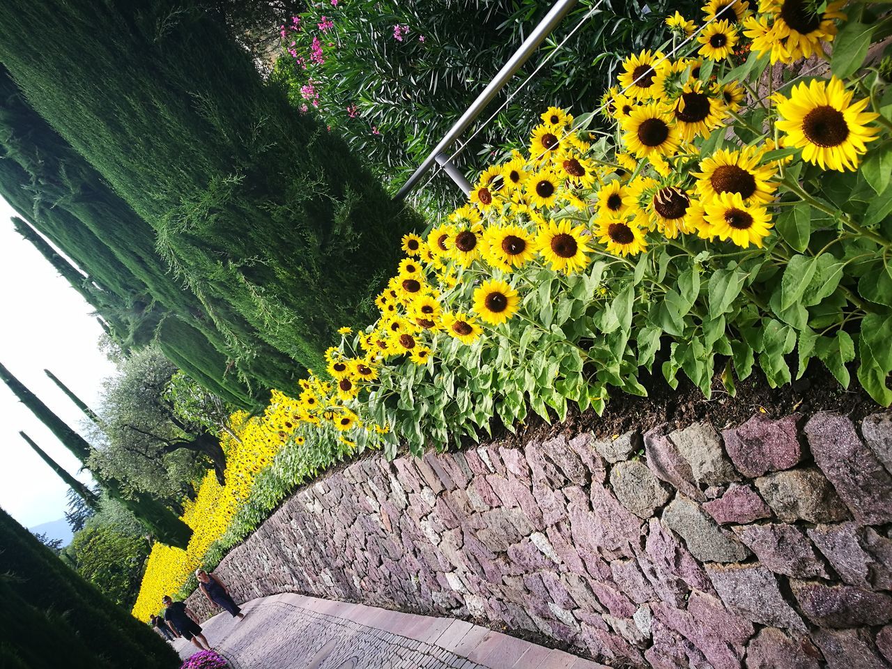 HIGH ANGLE VIEW OF YELLOW FLOWERS ON STEPS