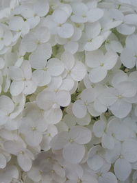 Full frame shot of white flowering plant