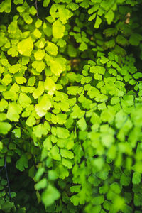 Full frame shot of green leaves