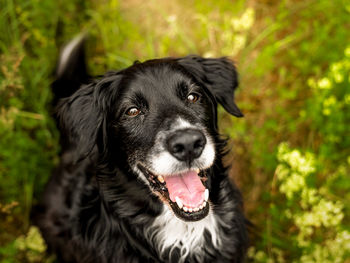 Close-up portrait of dog standing outdoors