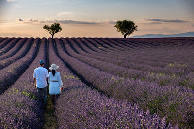 Scenic view of lavender amidst field against sky during sunset