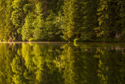 Scenic view of lake in forest