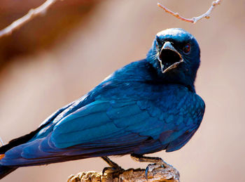 Close-up of bird perching outdoors