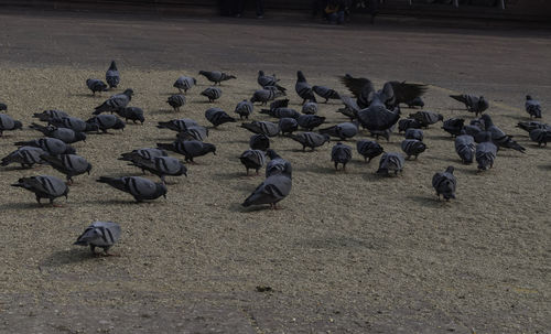 High angle view of birds on field