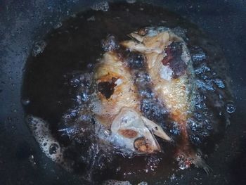 High angle view of fish swimming in sea