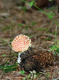 High angle view of mushroom on field