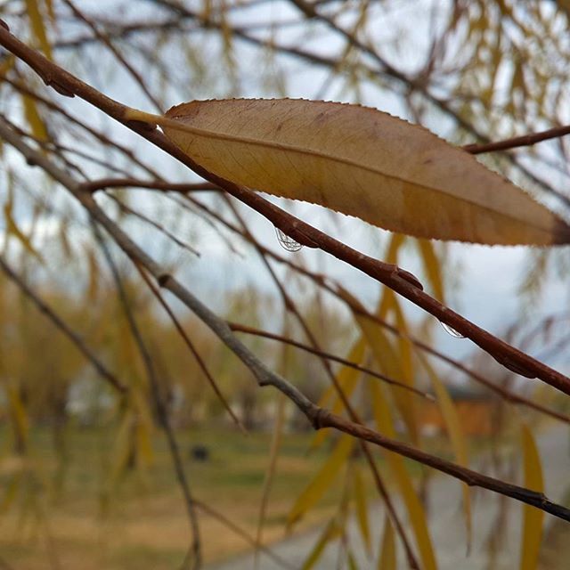 focus on foreground, growth, close-up, branch, nature, tree, tranquility, beauty in nature, plant, selective focus, dry, twig, stem, outdoors, day, no people, growing, leaf, fragility, brown