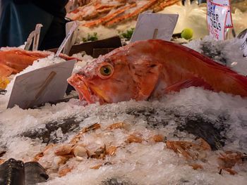 Close-up of fish for sale in market