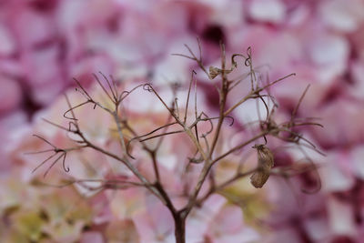 Close-up of cherry blossom on tree