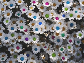 Full frame shot of flowers blooming on tree