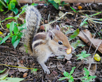 High angle view of squirrel in forest