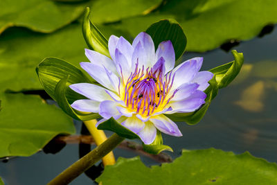 Close-up of purple lotus flower