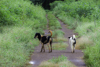 Horses standing in a field