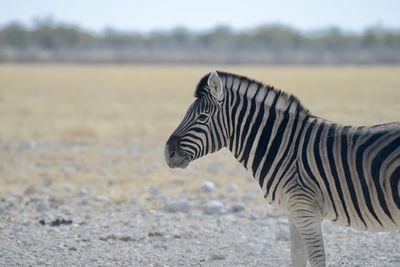 Zebra standing on field