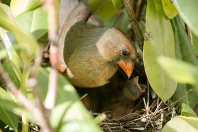 Close-up of a bird perching on plant