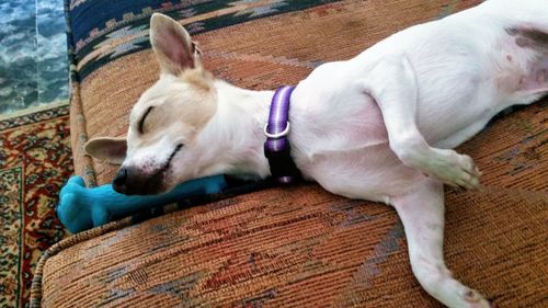 High angle view of dog sleeping