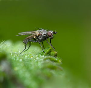 Close-up of insect