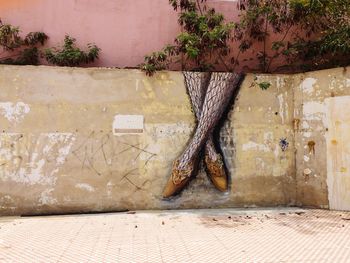 Close-up of potted plant against wall