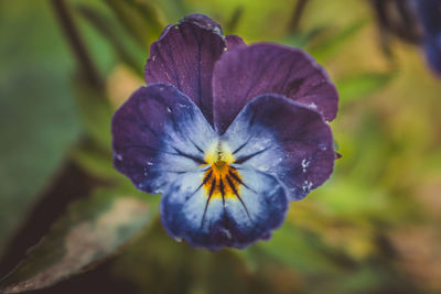 Close-up of purple flowering plant