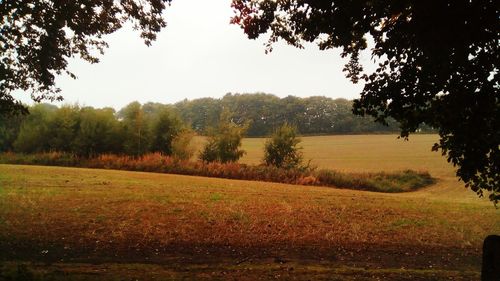 Scenic view of field against clear sky