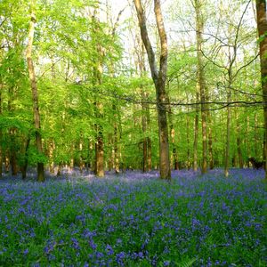 Scenic view of purple flowering plants on field