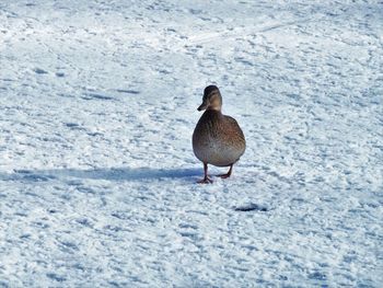 Bird perching on snow field