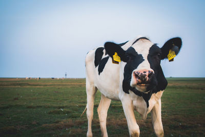 Cows standing in a field