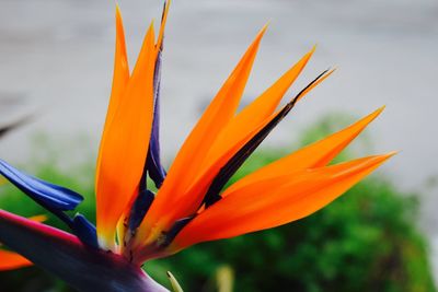 Close-up of yellow flower
