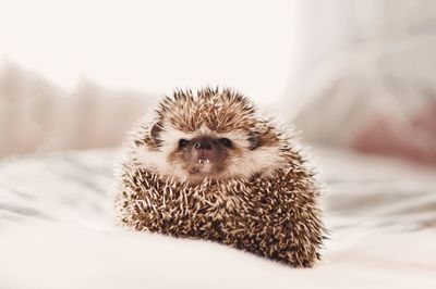 Little hedgehog 