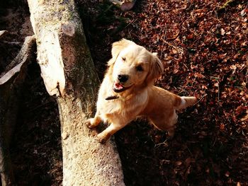 Dog standing on field