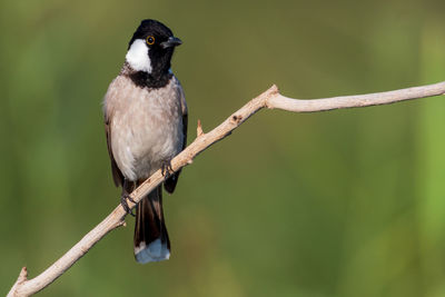 Close-up of bird perching on branch