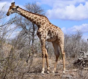 View of giraffe