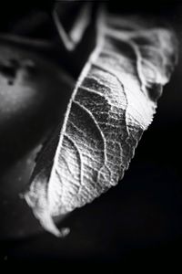 Close-up of dry leaves