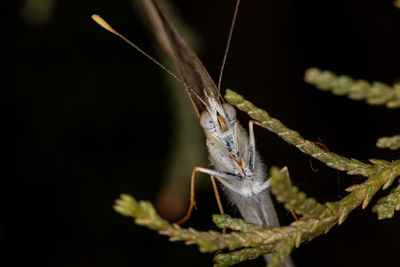 Close-up of insect