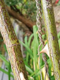 Close-up of lizard on tree trunk