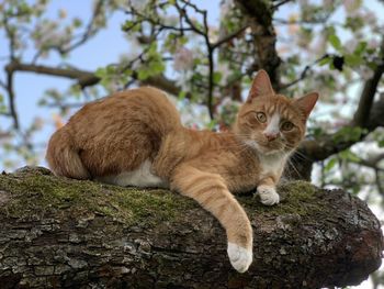 Portrait of cat lying on tree