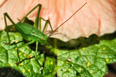 Close-up of insect on leaf