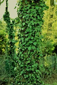 Close-up of ivy growing on tree trunk