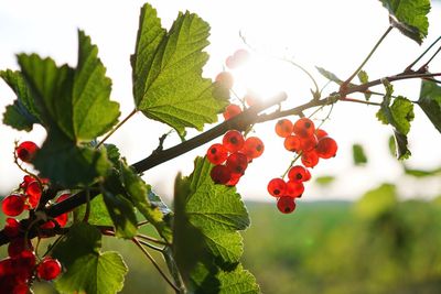 Close-up of red berries growing on tree