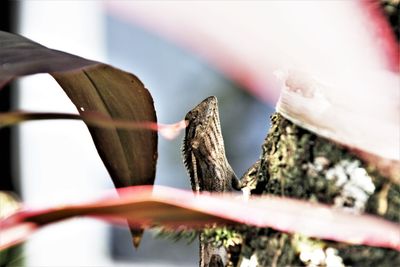 Close-up of bird against blurred background