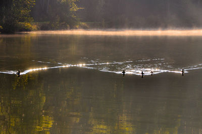 Bird flying over calm lake