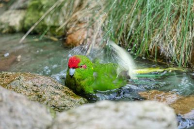 Parakeet on stream by rocks