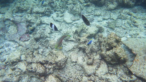 High angle view of fishes swimming in sea