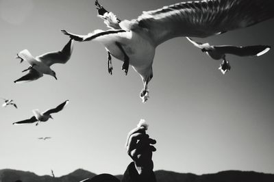 Low angle view of birds flying against clear sky