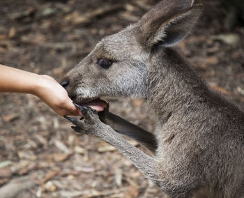 Close-up of hand feeding