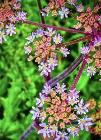 Close-up of purple flowering plant