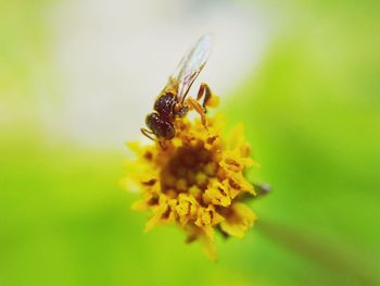 Close-up of bee on yellow flower