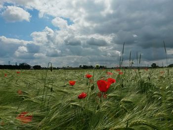 Plants growing on field against cloudy sky