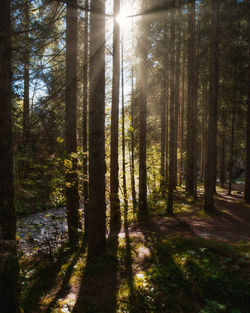 Sunlight streaming through trees in forest