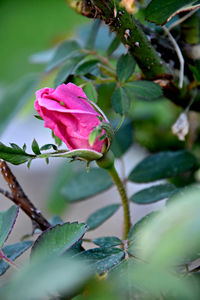 Close-up of pink flower on tree